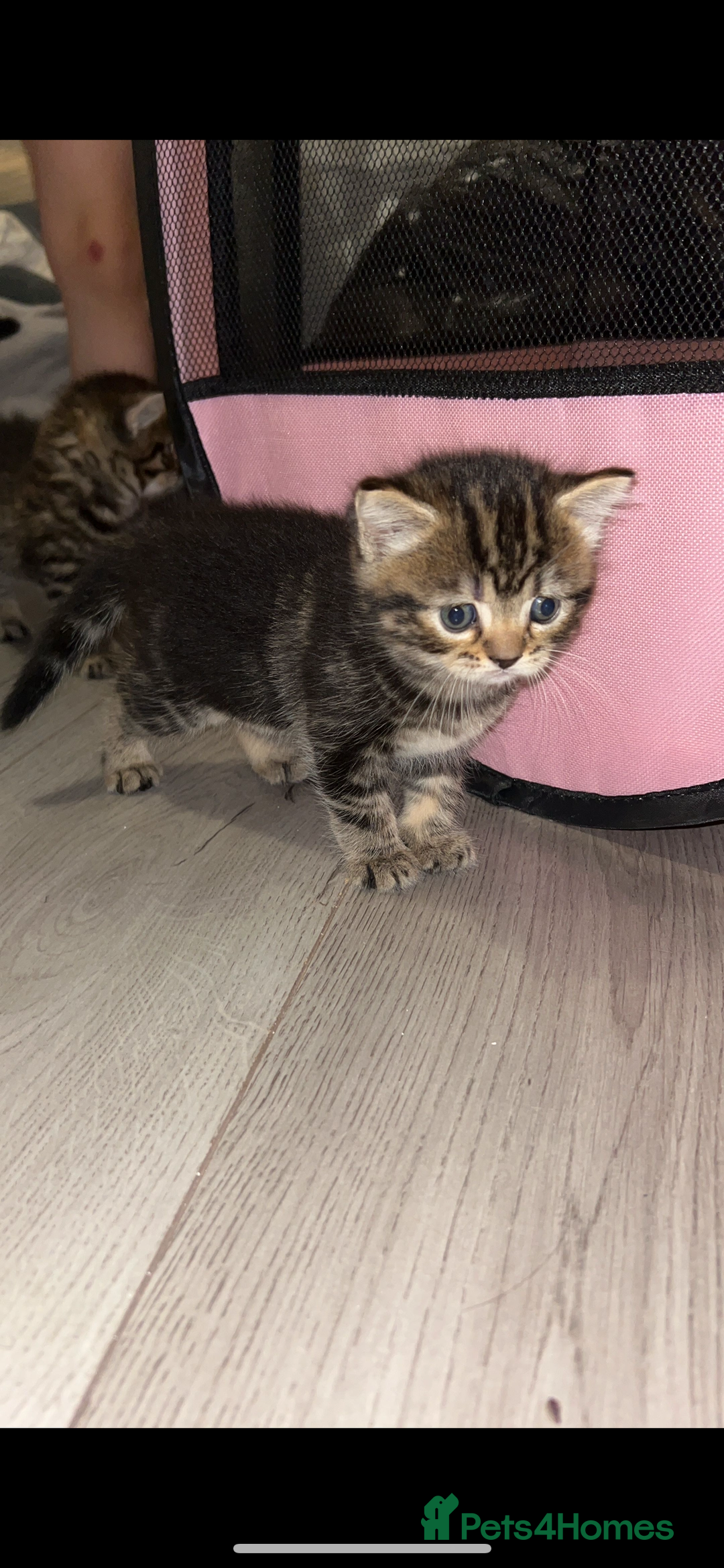 British Shorthair cats for sale: British shorthair, Russian blue and Persian mix   - Image 4