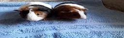 Guinea Pig rodents for sale: Pet guinea pigs - Advert 1