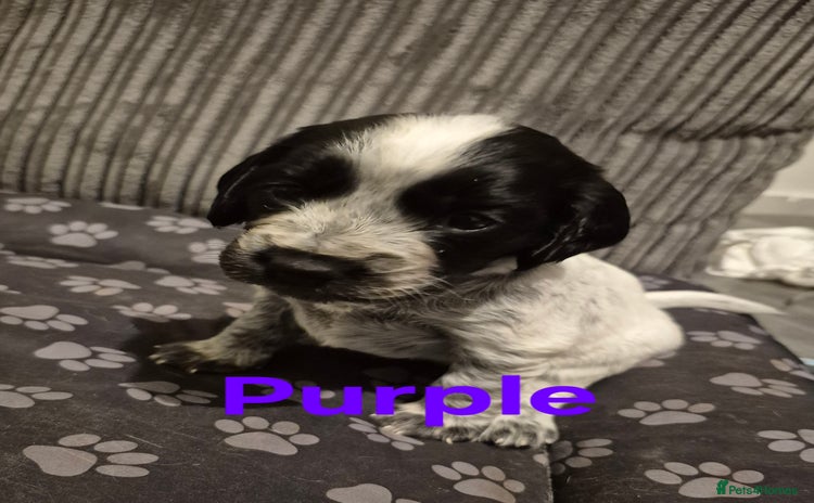 Mixed Breed dogs - Advert 1