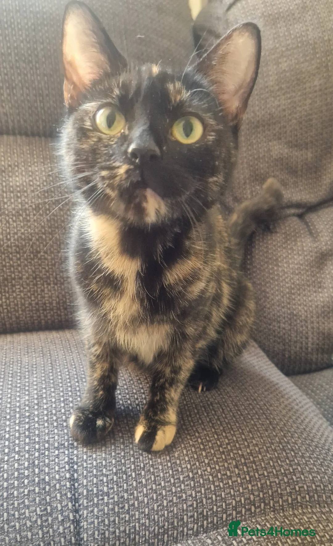 Domestic Shorthair cats for sale: 4 Boy kittens  in High Wycombe - Advert 1