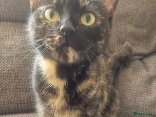 Domestic Shorthair cats 4 Boy kittens - Advert 4