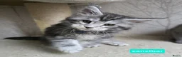 Maine Coon cats for sale: LAST BOY! TiCA Registered Maine Coon Kittens - Advert 3