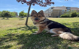 German Shepherd dogs for stud: For stud - Image 2