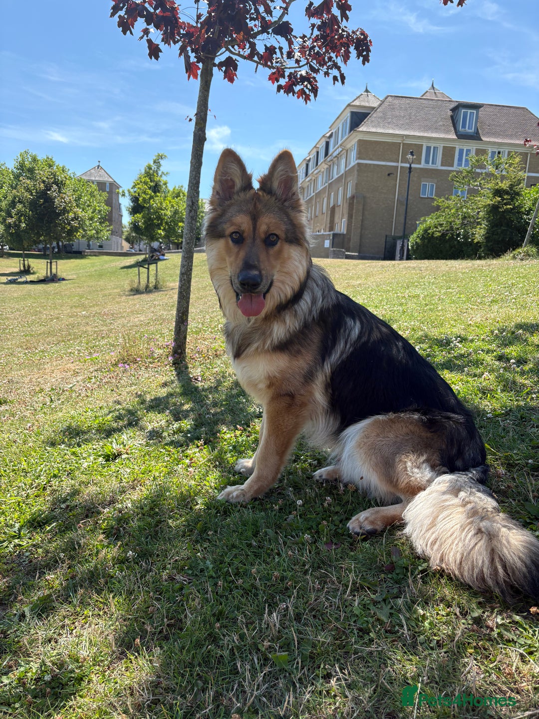 German Shepherd dogs for stud: For stud - Image 2