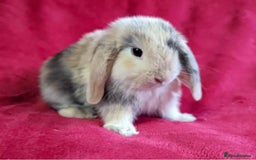 Mini Lop rabbits for sale: MINI LOP BUNNIES - pedigree  - Image 29