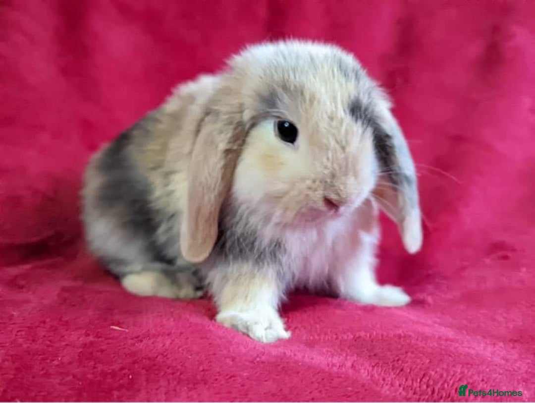 Mini Lop rabbits for sale: MINI LOP BUNNIES - pedigree  - Image 29