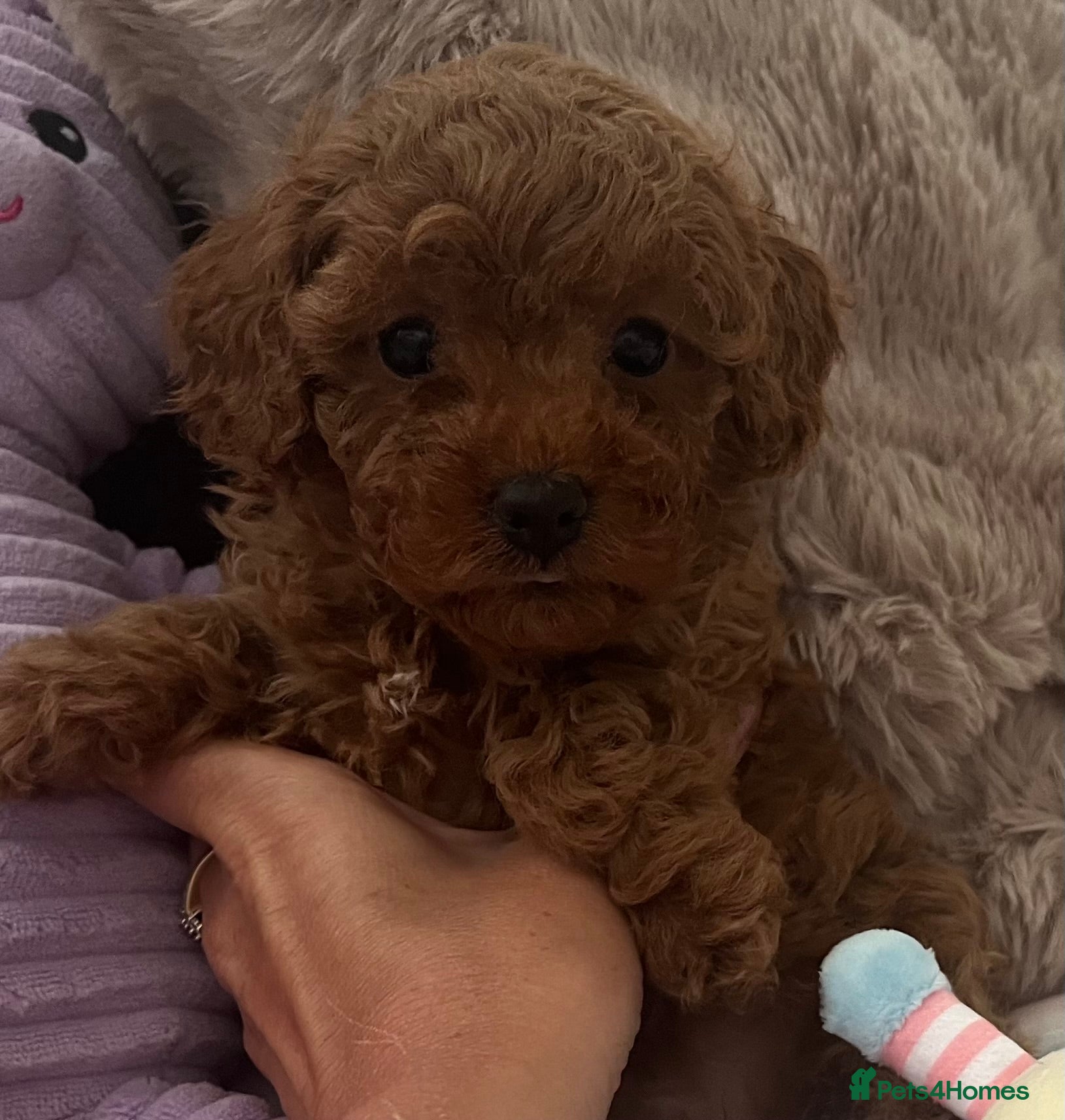 Cavapoo dogs small type toy F1B cavapoo puppies available  - Advert 2