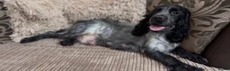 Cocker Spaniel dogs for sale: Gorgeous 100% show type cocker spaniel puppies - Advert 36