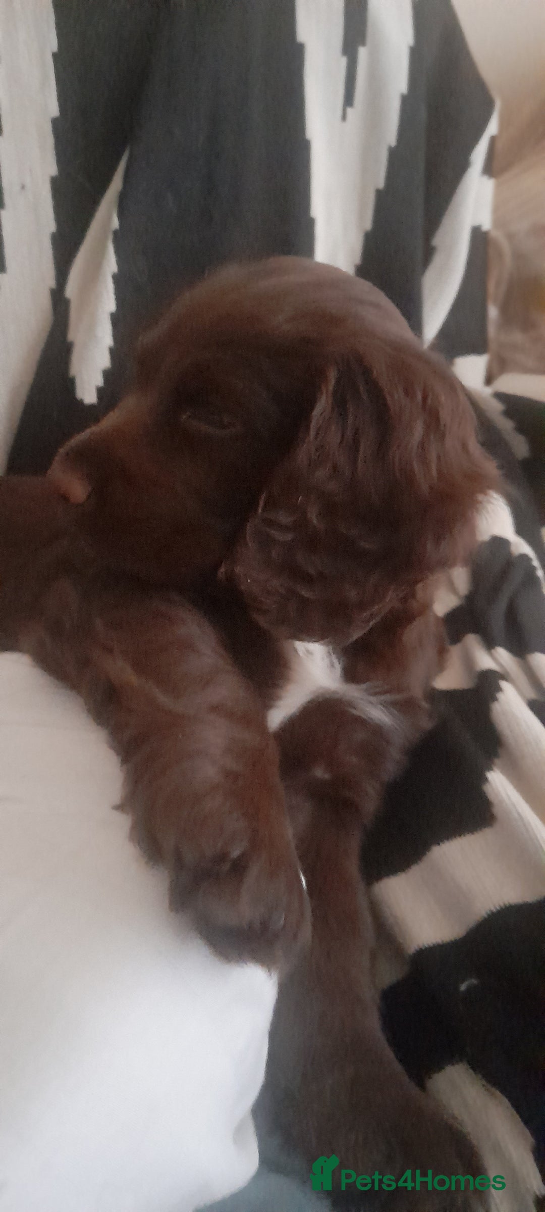 Sprocker dogs for sale: Beautiful Chocolate Sprocker  - Advert 8