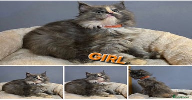 Maine Coon cats Pure breed Maine Coon Kittens  - Advert 10