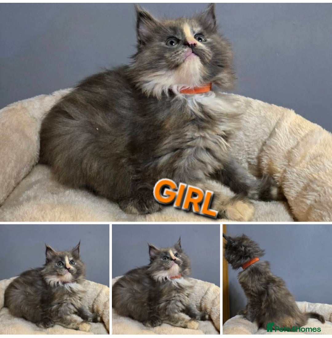 Maine Coon cats for sale: Pure breed Maine Coon Kittens  - Advert 1