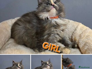 Maine Coon cats Pure breed Maine Coon Kittens - Advert 18