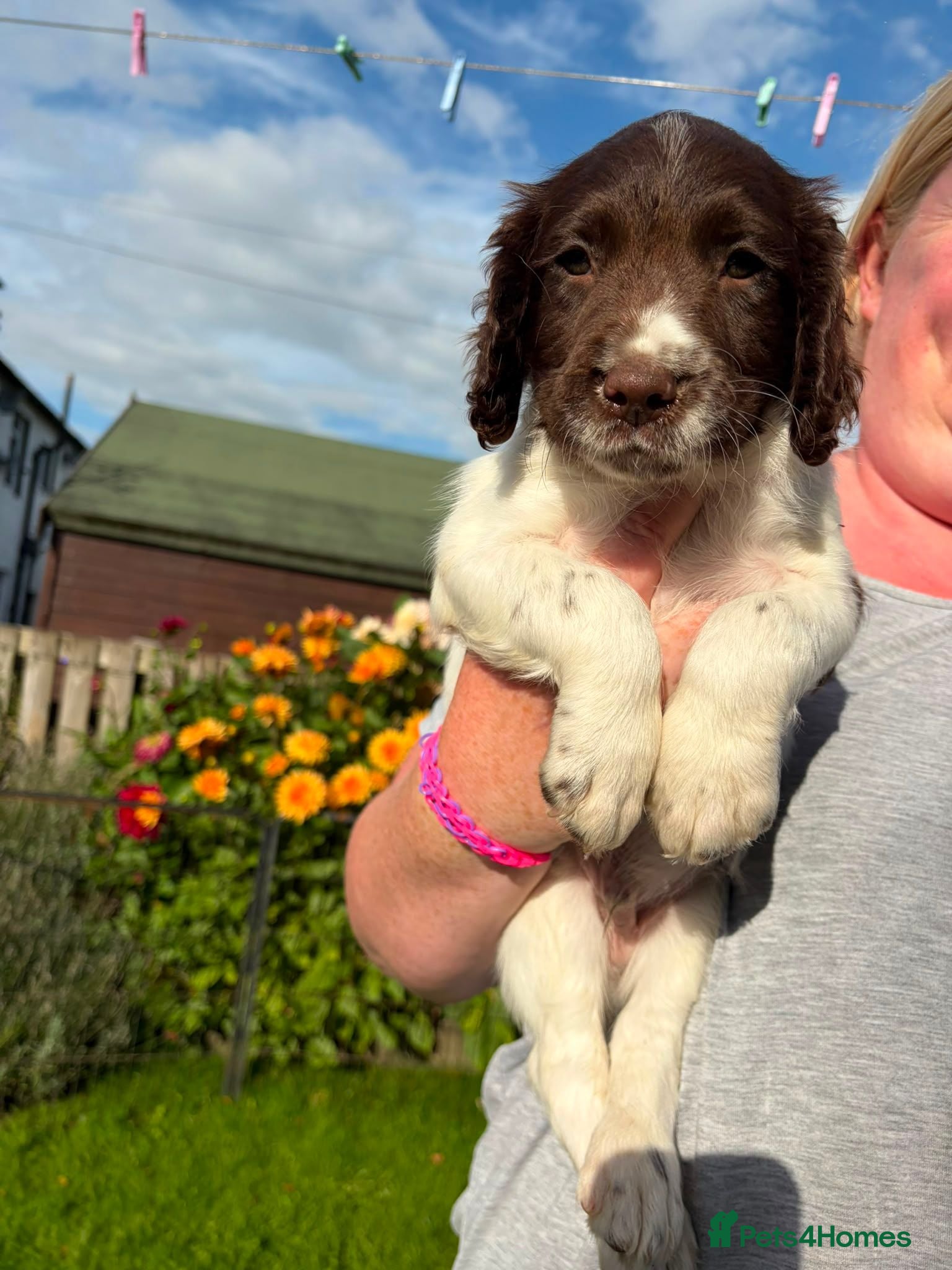 English Springer Spaniel dogs Price reduced KC Reg English Springer Spaniel  - Advert 2