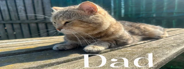 Karmel