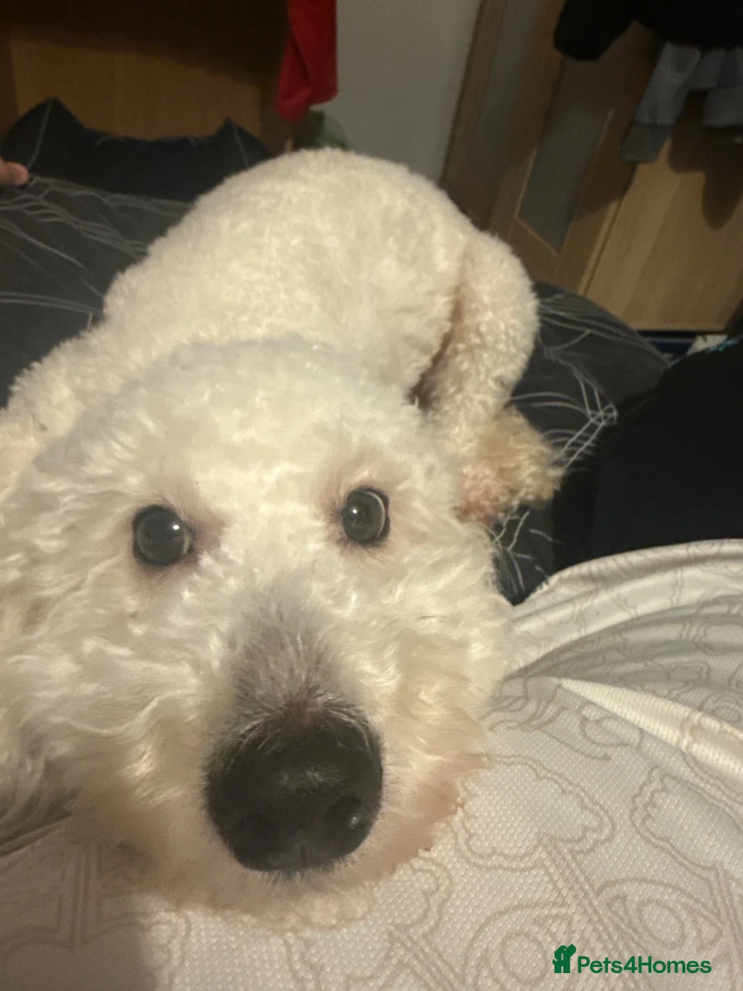 Cockapoo dogs for sale: Cockapoo for sale! in Nottingham - Advert 2