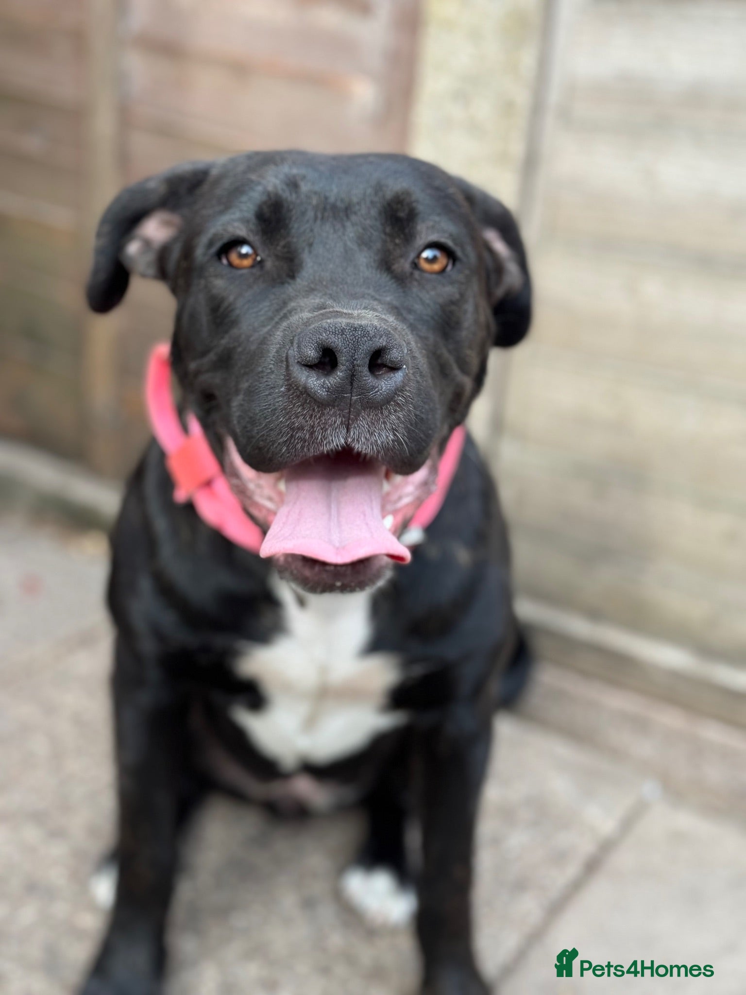 Mixed Breed dogs Snowflake, Loving Staffy/Bullmastiff Trained Girl - Advert 11
