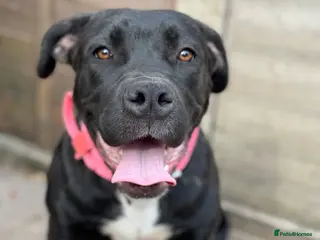 Mixed Breed dogs Snowflake, Loving Staffy/Bullmastiff Trained Girl - Advert 11