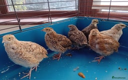 Quail poultry for sale: 6 x Healthy Young Quail – Ready for New Homes - Image 5