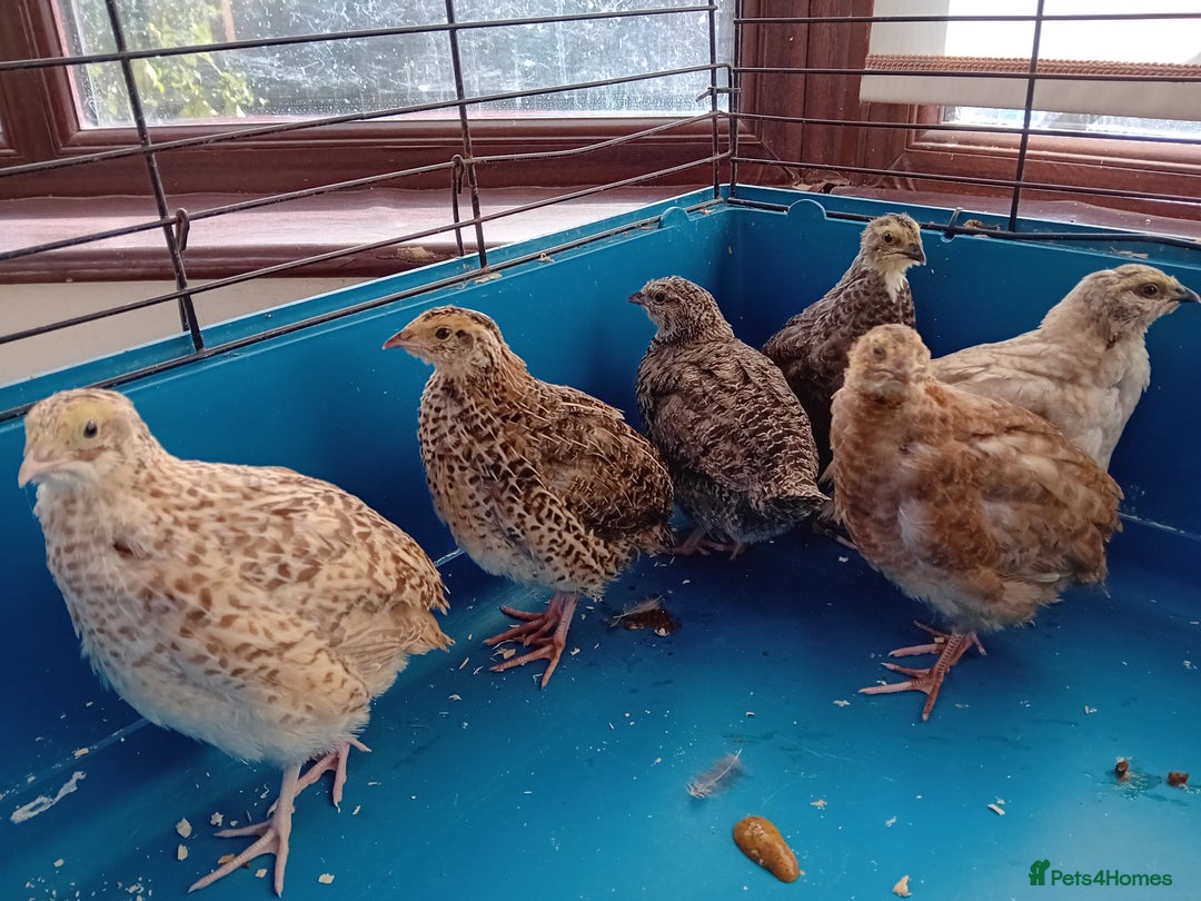 Quail poultry for sale: 6 x Healthy Young Quail – Ready for New Homes - Image 5