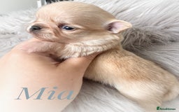 Chihuahua dogs for sale: Long coat girl and boy available  - Image 17