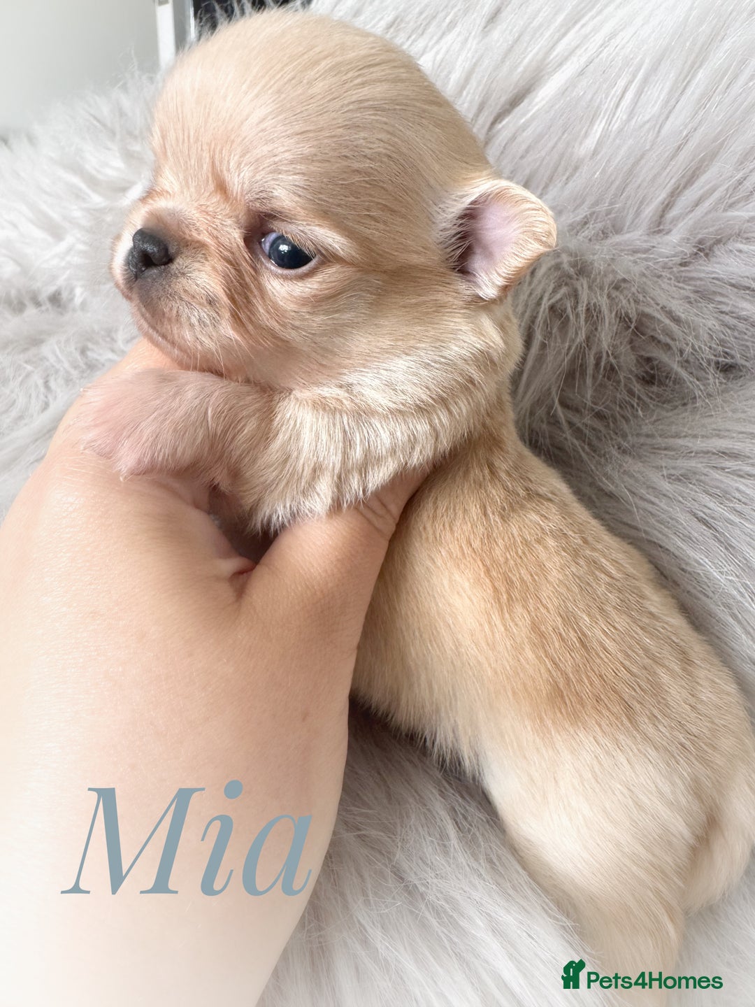 Chihuahua dogs for sale: Long coat girl and boy available  - Image 17