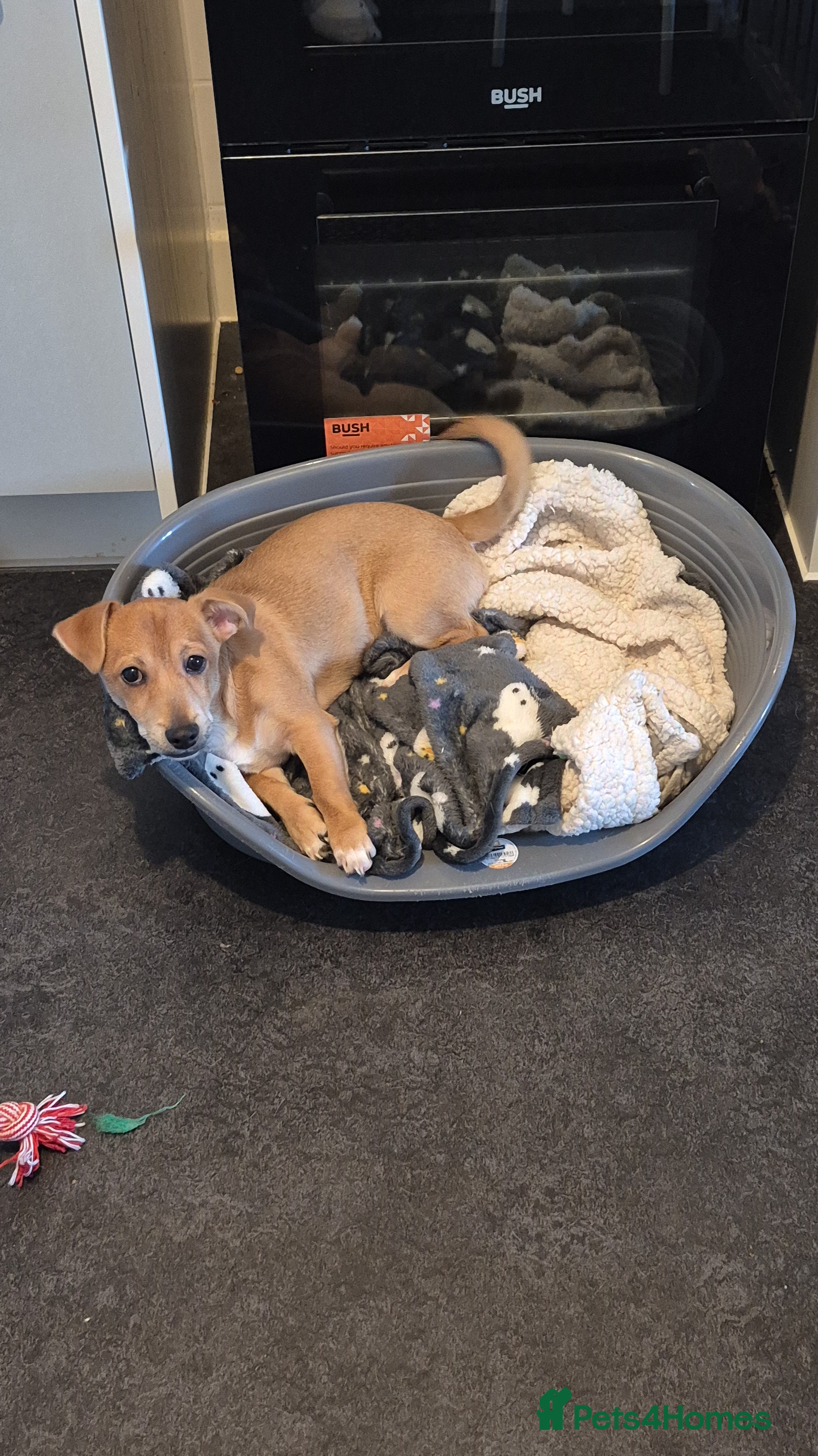 Jack Chi dogs Jack chi Rocco - Advert 1