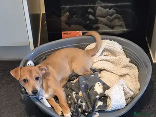 Jack Chi dogs Jack chi Rocco - Advert 1