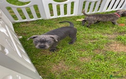 Staffordshire Bull Terrier dogs for sale: KC registered Blue Staffordshire bull terrier’s  in Colchester - Image 34