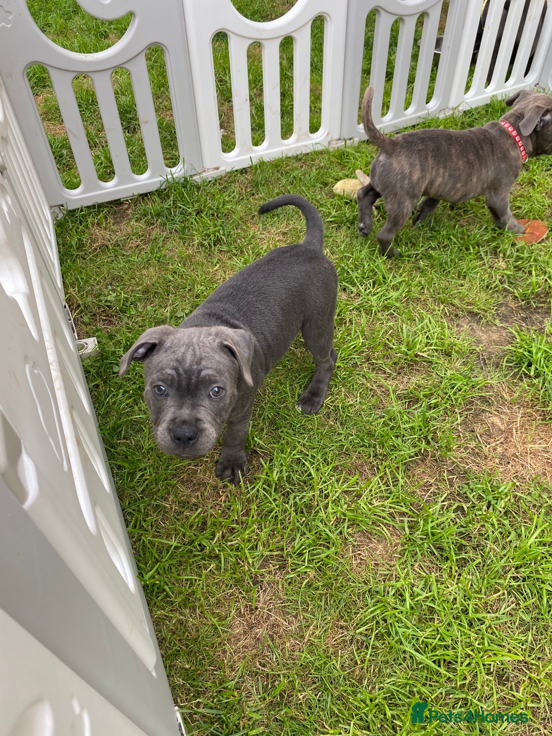 Staffordshire Bull Terrier dogs for sale: KC registered Blue Staffordshire bull terrier’s  in Colchester - Image 34