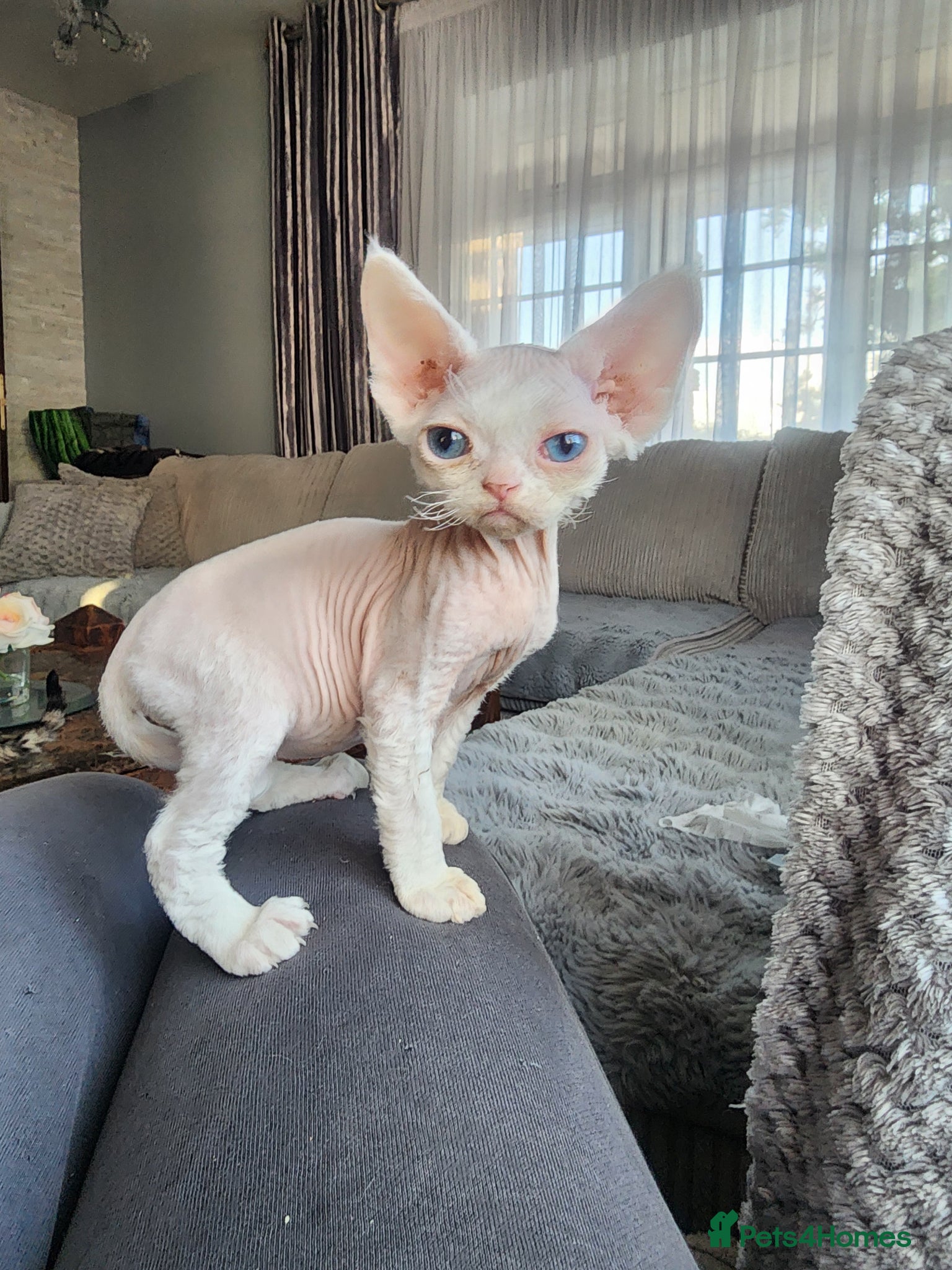 Devon Rex cats Two Devon Rex kittens for sale!!! - Advert 1