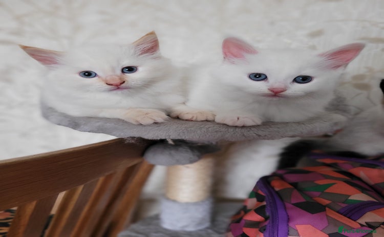 RagaMuffin cats - Advert 4