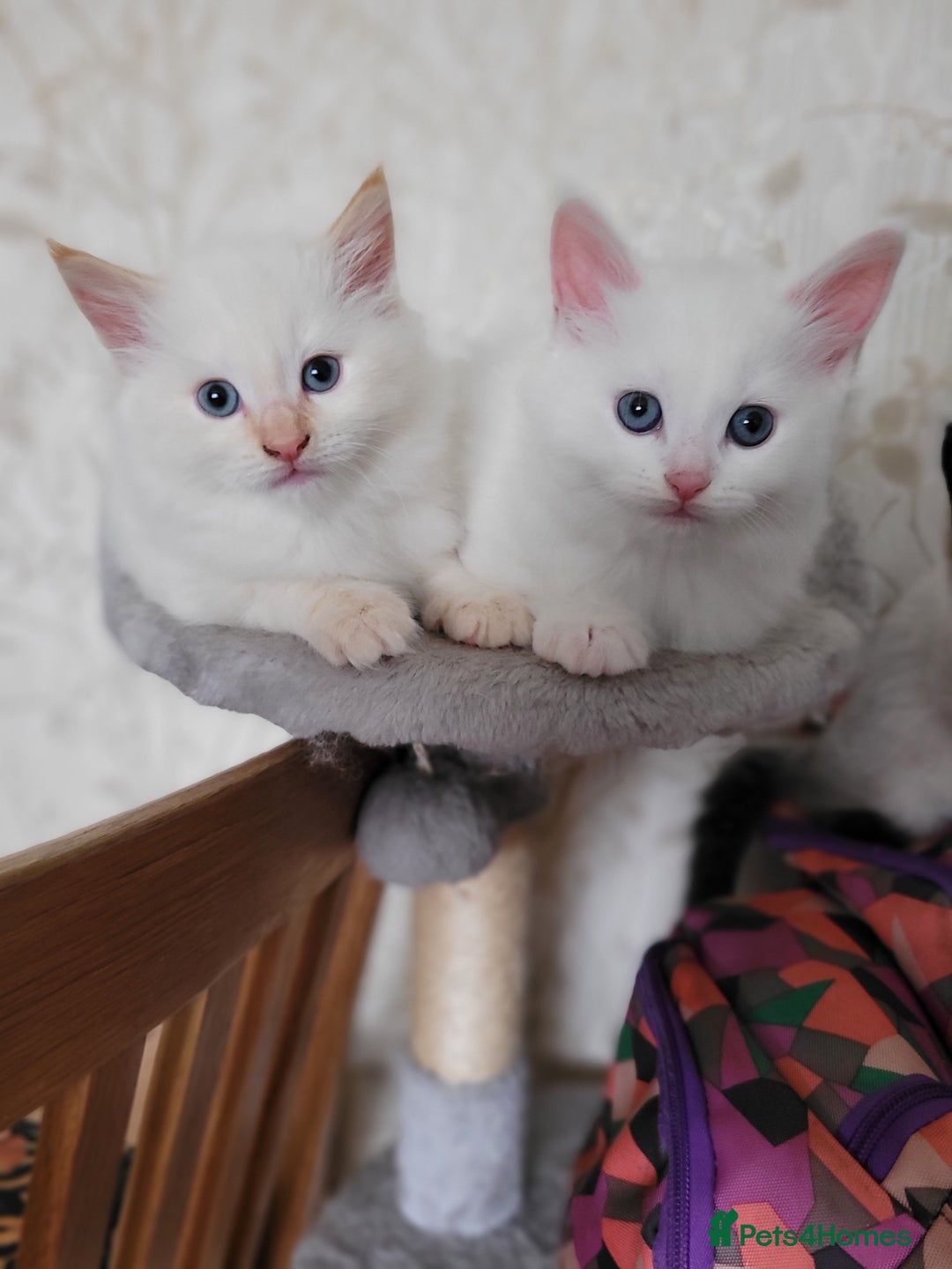 RagaMuffin cats for sale: Ragamuffin kittens  - Image 1