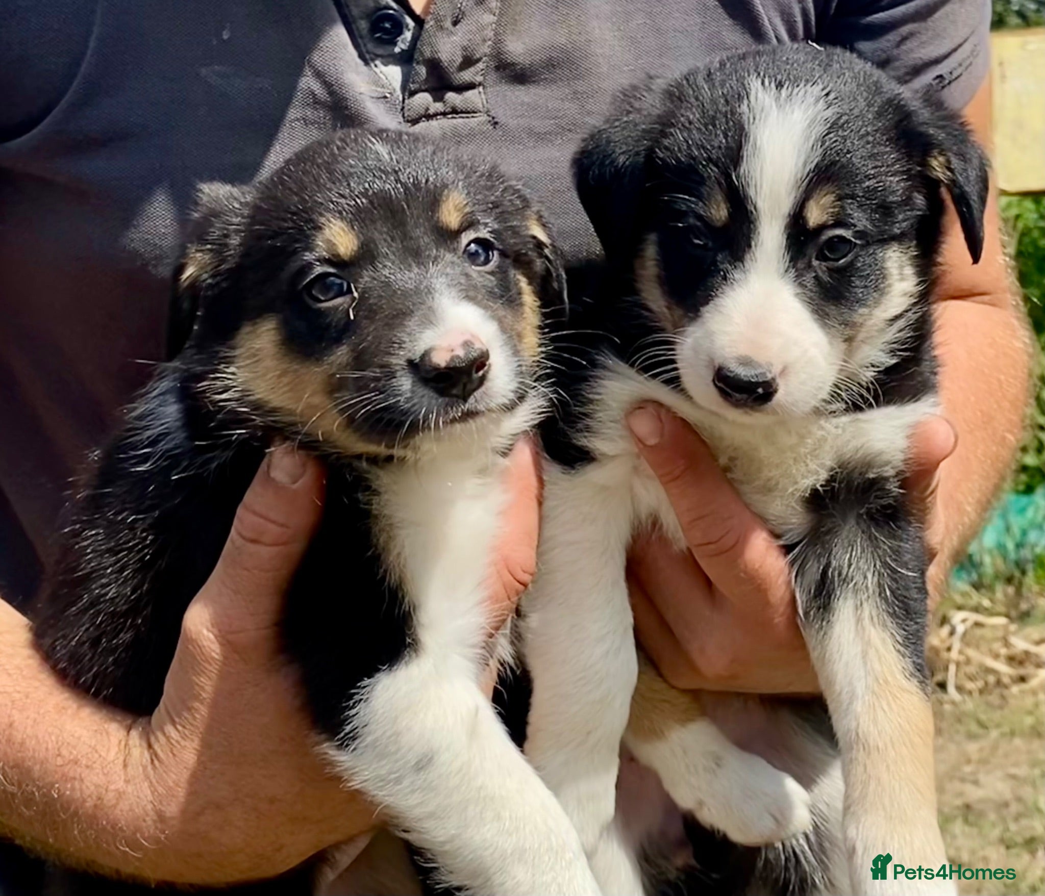 Border Collie dogs Beautiful Border Collie Puppies - Advert 2