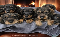 Dachshund dogs for sale: Standard wirehaired (Teckels)  - Image 2