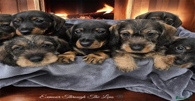Dachshund dogs - Advert 16