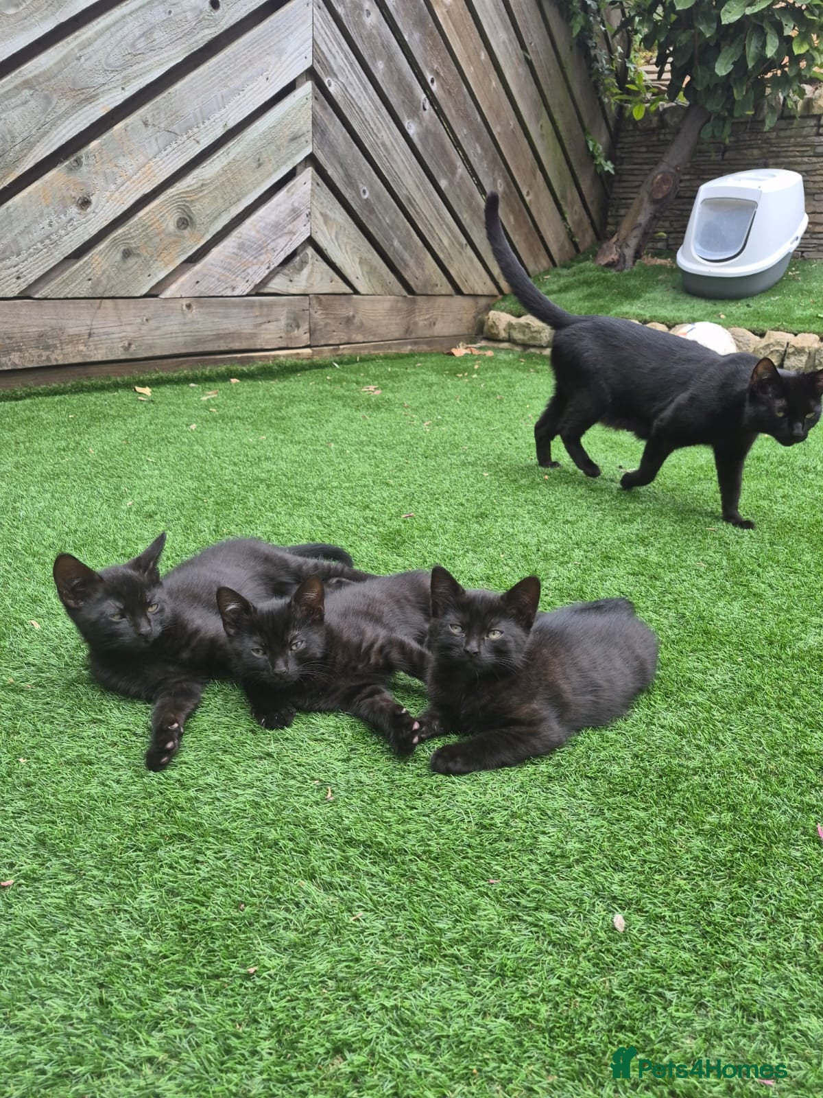 Domestic Shorthair cats Precious All-Black Kittens Ready for Loving Homes - Advert 4