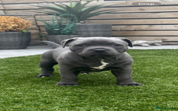 Staffordshire Bull Terrier dogs for sale: 🔷Top quality Pharaon puppy🔷 - Image 5