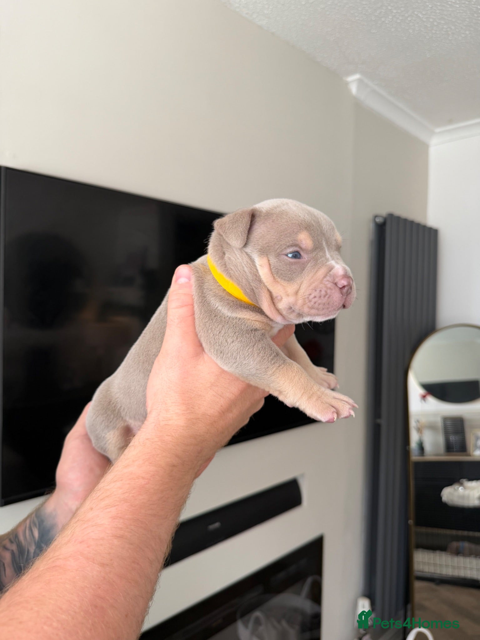 American Bully dogs Pocket bully  - Advert 17