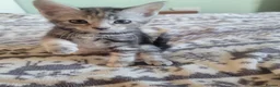 Mixed Breed cats for sale: Kittens for sale - Advert 30