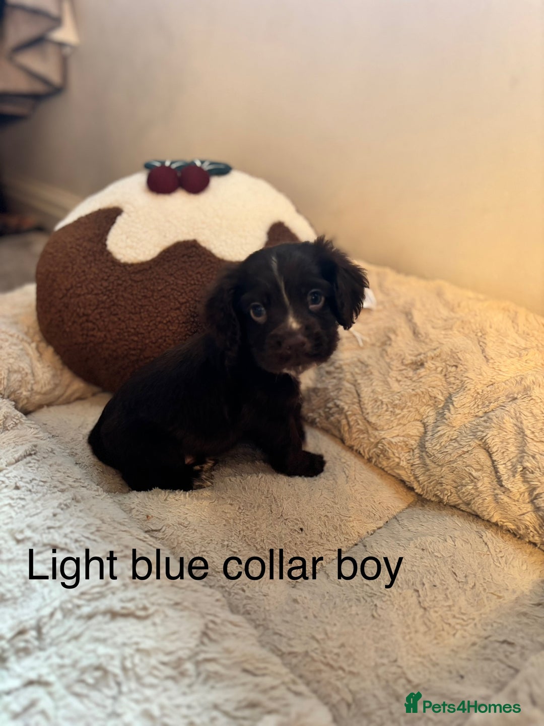 Sprocker dogs for sale: 🐾5 beautiful F1B sprocker spaniels - Advert 4