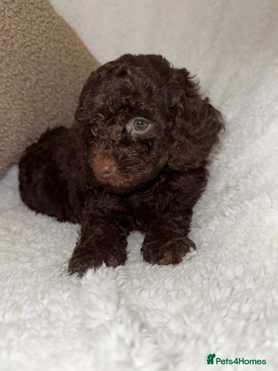 Miniature Poodle dogs for sale: Stunning Chocolate Miniature Poodles - Advert 13