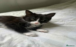 Persian cats for sale: Half persian kitten - Image 1