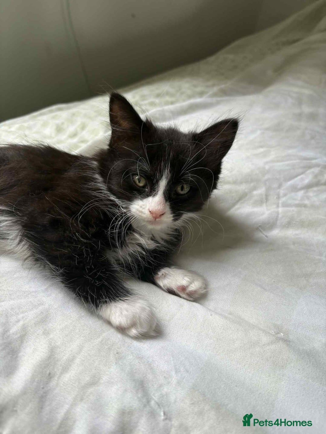 Persian cats for sale: Half persian kitten - Image 1