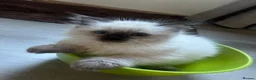 Ragdoll cats for sale: 2 beautiful male ragdoll kittens  - Advert 9