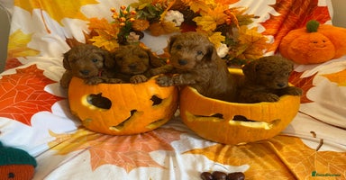 Cockapoo dogs - Advert 2
