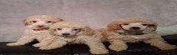 Miniature Poodle dogs for sale: Beautiful poodle pups - Advert 14