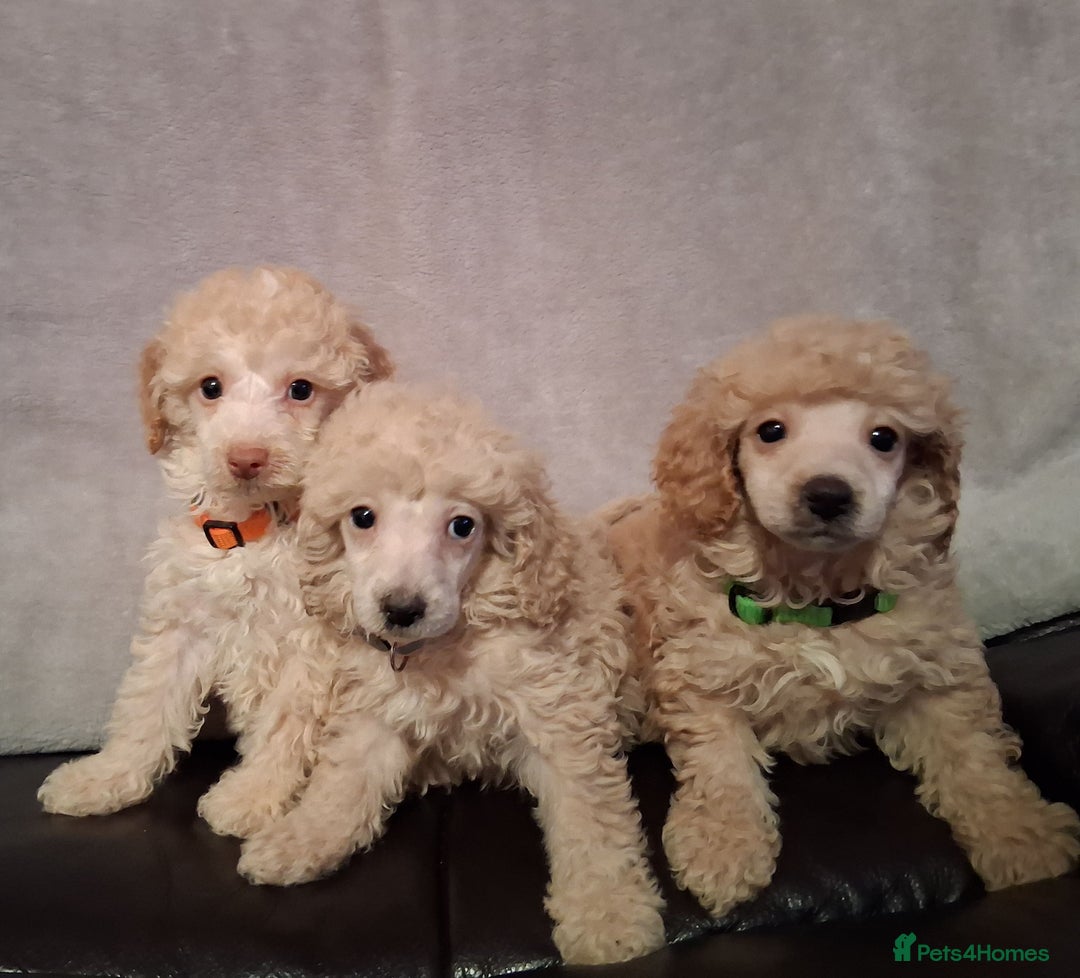 Miniature Poodle dogs for sale: Beautiful poodle pups - Advert 14