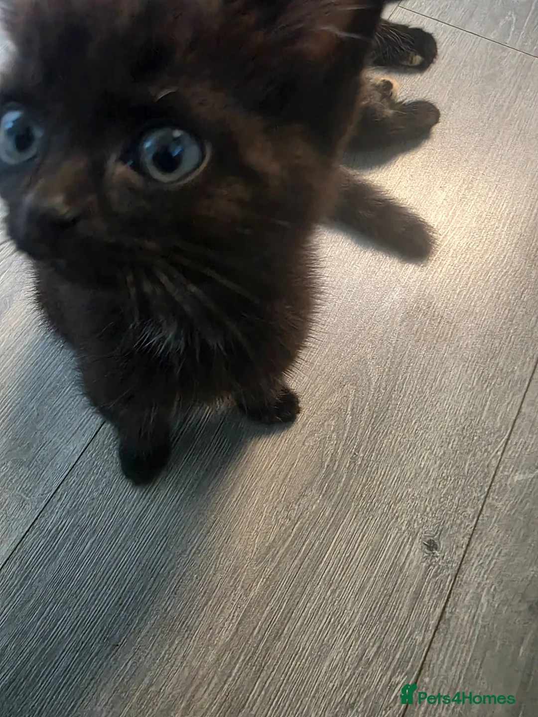Mixed Breed cats for sale: 2 beautiful kittens - Advert 9