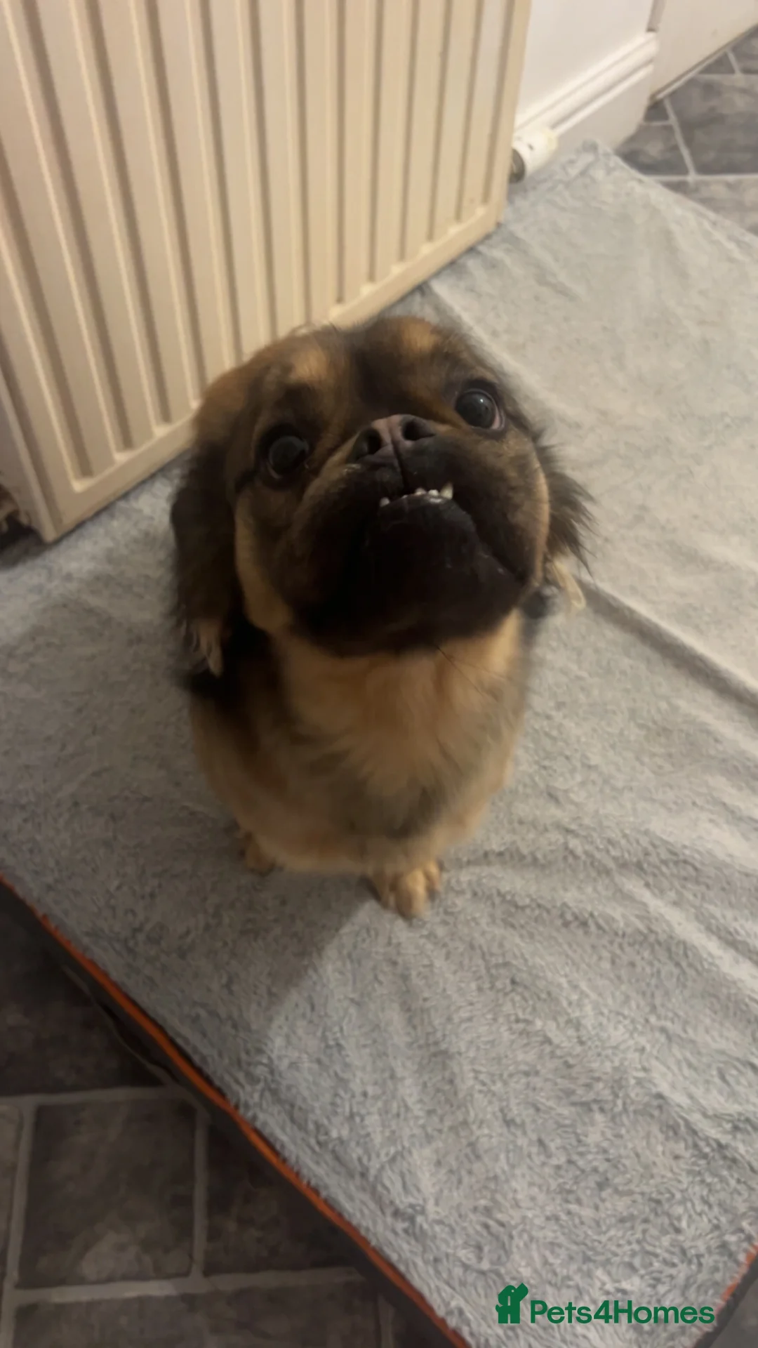 Mixed Breed dogs for sale: 2 year old crossbreed male dog  - Advert 3