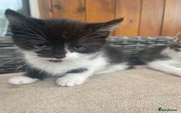 Mixed Breed cats for sale: Two male tuxedo kittens  - Image 1